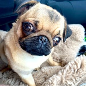 Meet your Posher, Duchess (and my human mom)